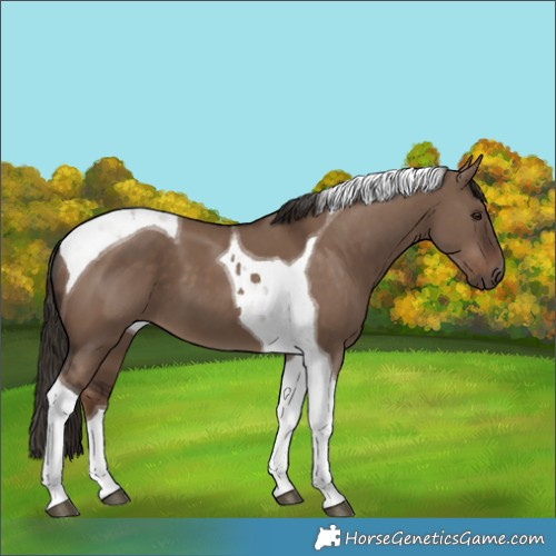 Horse Color:Liver Red Dun Tobiano