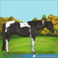 Horse Color:Liver Chestnut Tobiano