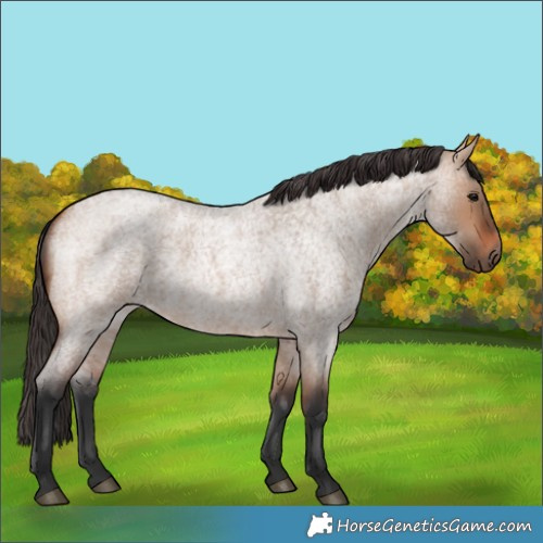 Horse Color:Bay Roan Dun