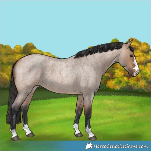 Horse Color:Bay Roan Dun