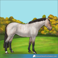 Horse Color:Bay Roan Dun