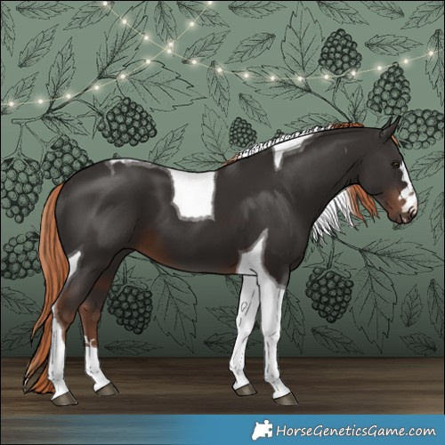 Horse Color:Liver Chestnut Tobiano 