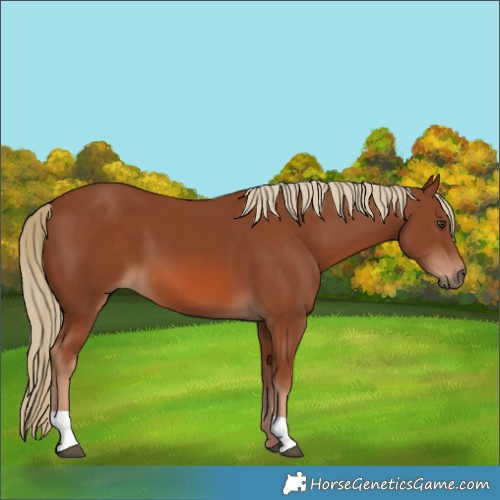 Horse Color:Chestnut 