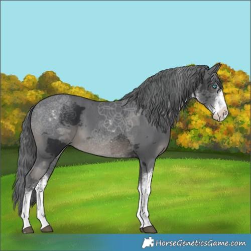 Horse Color:White Spotted Black Merle
