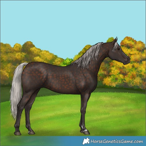 Horse Color:Silver Brown Rabicano 