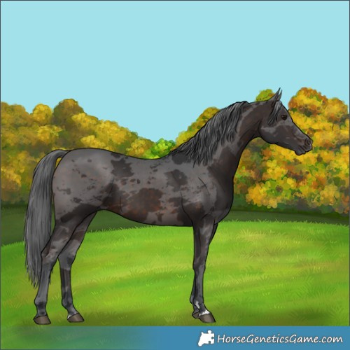 Horse Color:Brown Merle Rabicano 