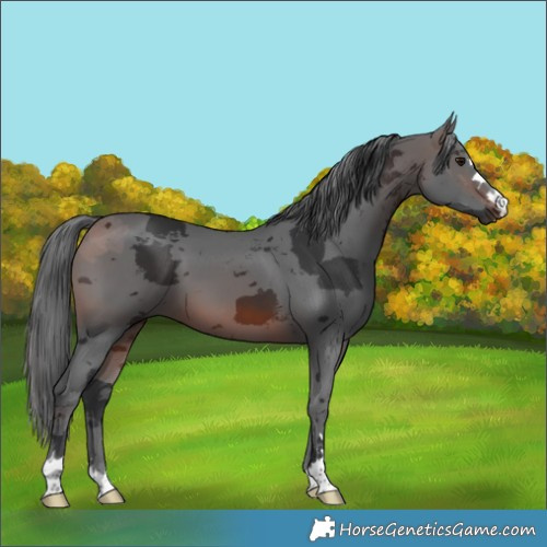 Horse Color:Brown Merle