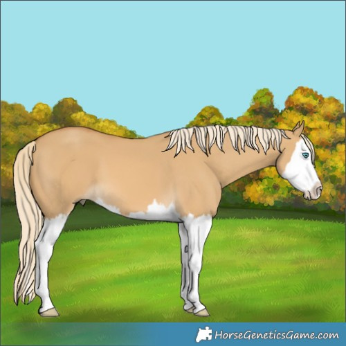 Horse Color:Palomino Dun Splash 