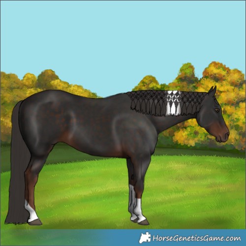Horse Color:Liver Chestnut Tobiano