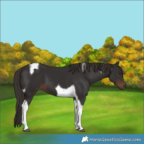 Horse Color:Liver Chestnut Tobiano