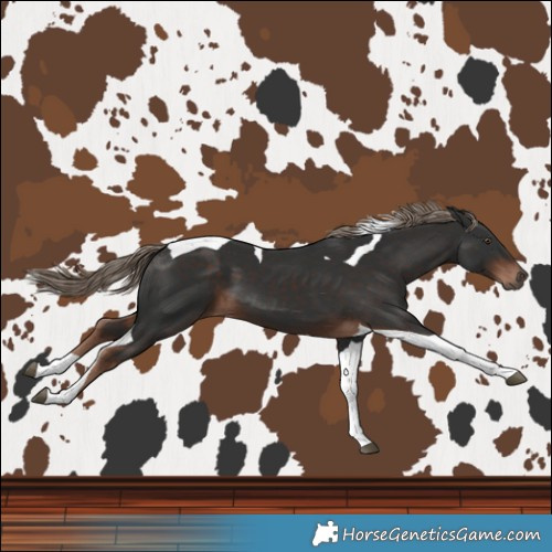 Horse Color:Liver Chestnut Tobiano 