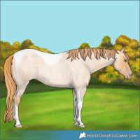 Horse Color:Gold Champagne Roan Tobiano 