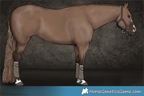 Horse Color:Liver Red Dun 