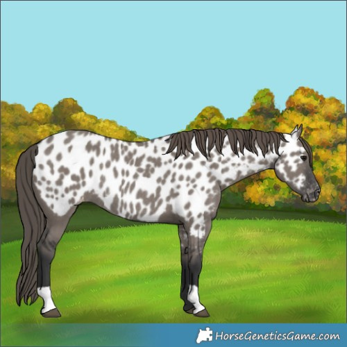 Horse Color:Grullo Appaloosa Rabicano 