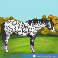 Horse Color:Black Splash Appaloosa 