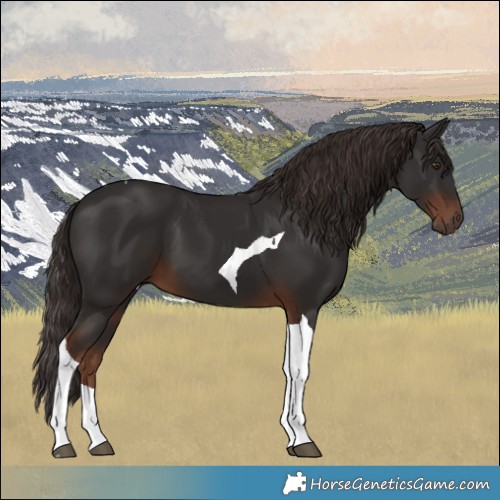 Horse Color:Liver Chestnut Tobiano