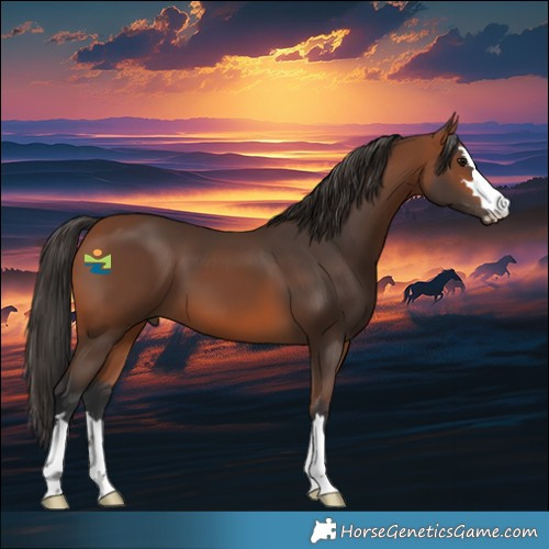 Horse Color:Bay 