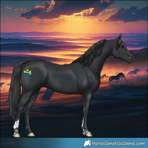 Horse Color:Black Tobiano