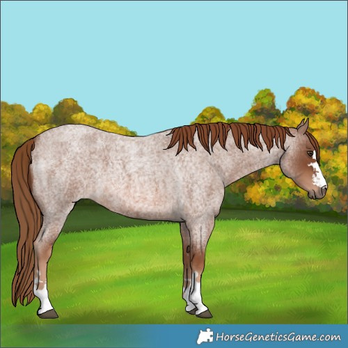 Horse Color:Red Roan 