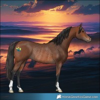 Horse Color:Bay Rabicano 