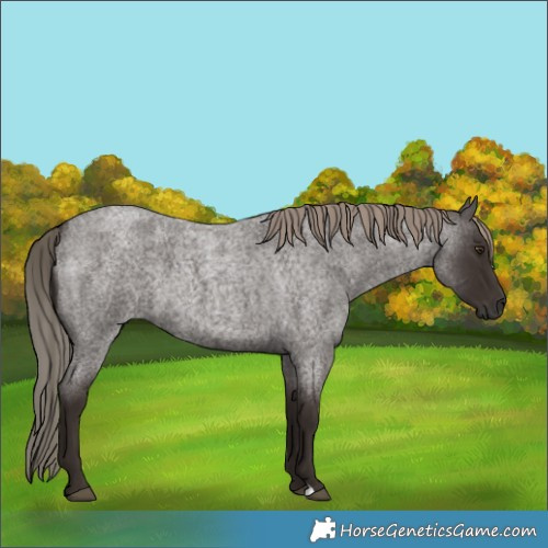Horse Color:Liver Red Roan 