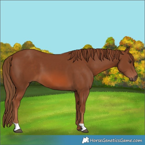 Horse Color:Chestnut 