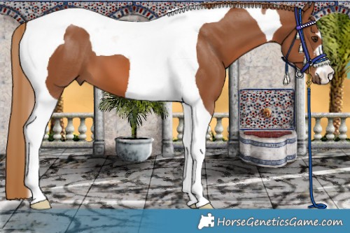 Horse Color:Chestnut Tobiano 
