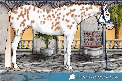 Horse Color:Chestnut Splash Near Leopard 