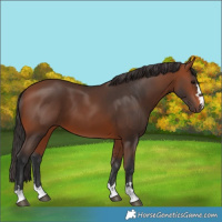 Horse Color:Bay 