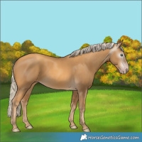 Horse Color:Gray Gold Cream Champagne
