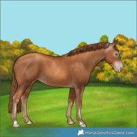 Horse Color:Gray Gold Champagne