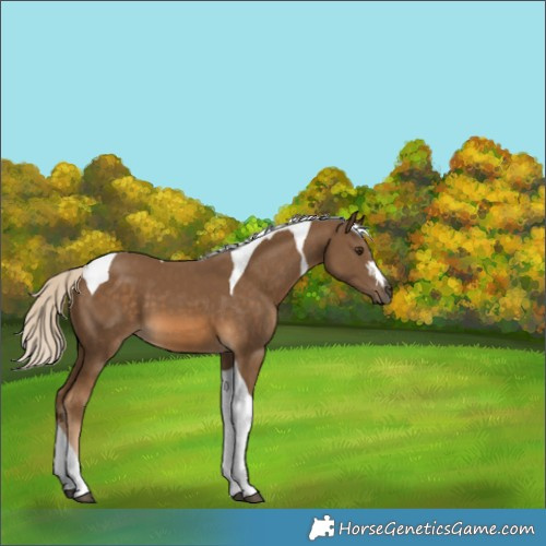 Horse Color:Chocolate Palomino Tobiano 
