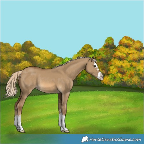 Horse Color:Chocolate Palomino Dun Splash Rabicano 