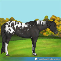 Horse Color:Liver Chestnut Tobiano Blanket 