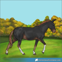 Horse Color:Liver Chestnut Tobiano 