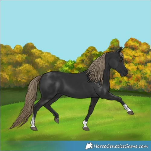 Horse Color:Liver Chestnut Tobiano 