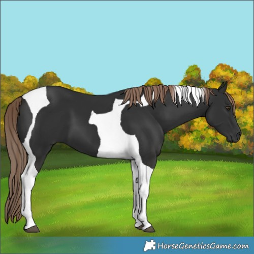 Horse Color:Liver Chestnut Tobiano