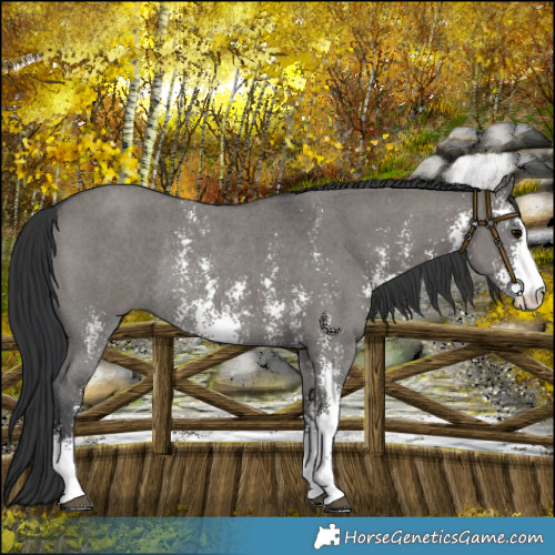 Horse Color:Grullo Sabino Rabicano