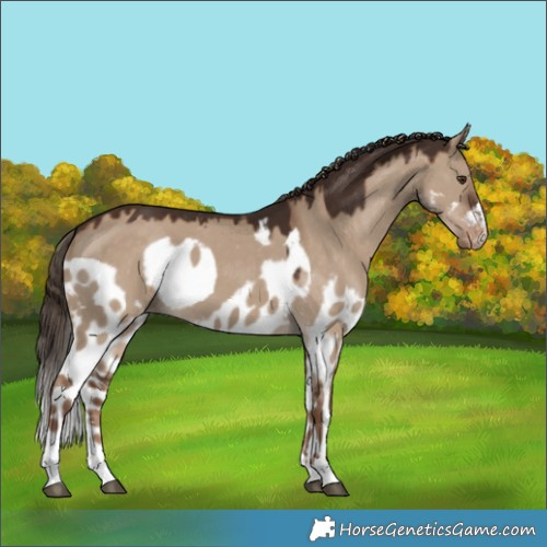 Horse Color:Liver Red Dun Skewed LP Spotted