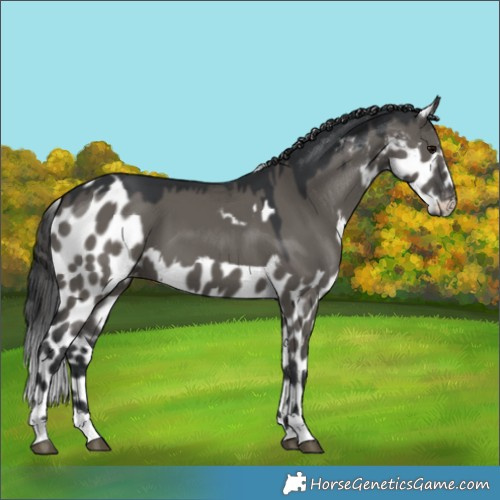 Horse Color:Grullo Skewed LP Spotted