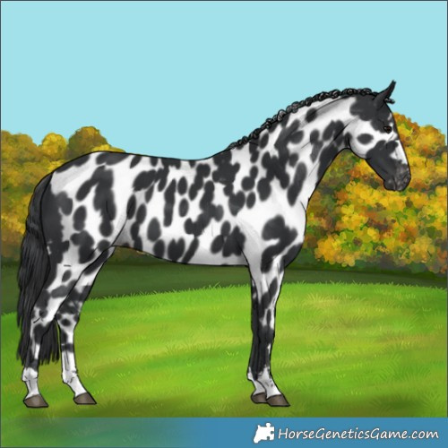 Horse Color:Black Skewed LP Spotted