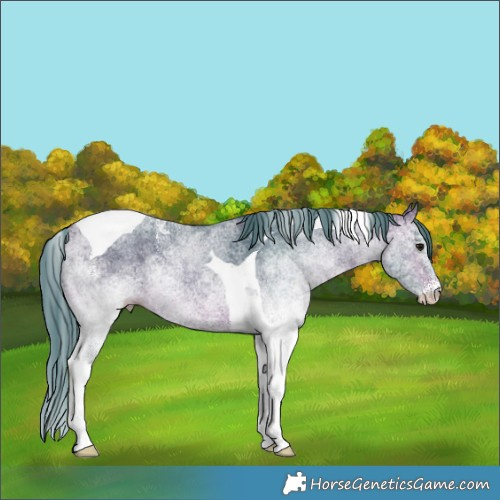 Horse Color:Watercolor White Spotted Bay Tobiano 