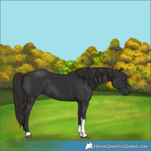 Horse Color:Liver Chestnut Tobiano