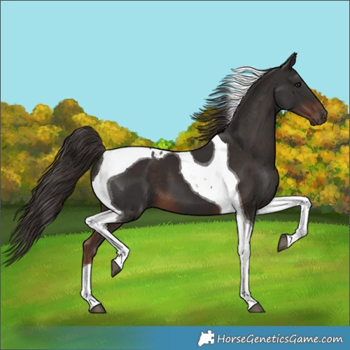 Horse Color:Liver Chestnut Tobiano
