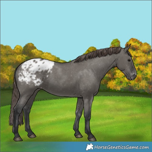 Horse Color:Grullo Blanket 