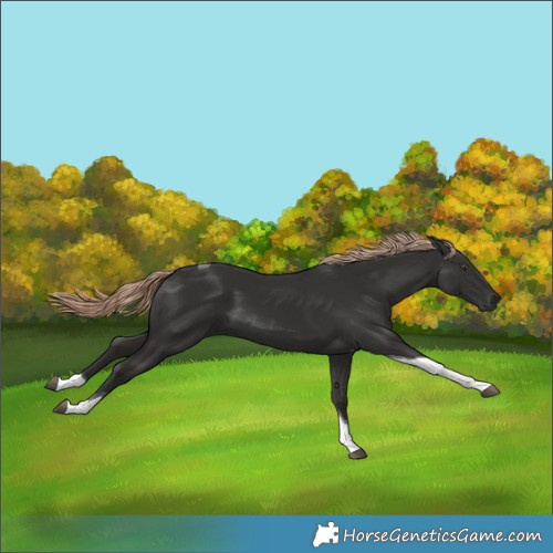 Horse Color:Unknown 