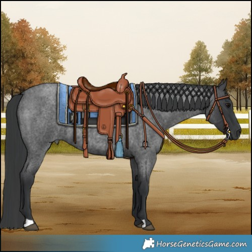 Horse Color:Blue Roan Rabicano 