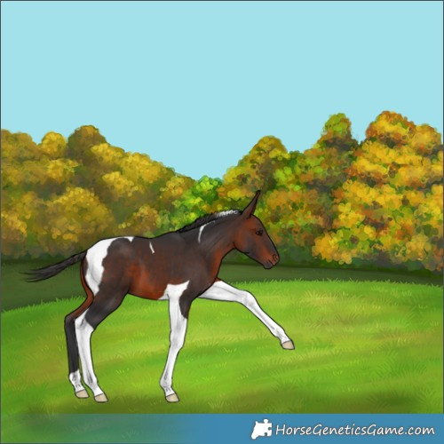 Horse Color:Bay Tobiano 