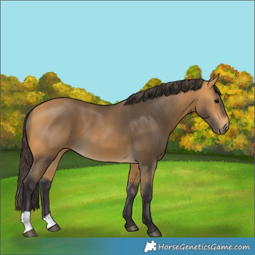 Horse Color:Buckskin 