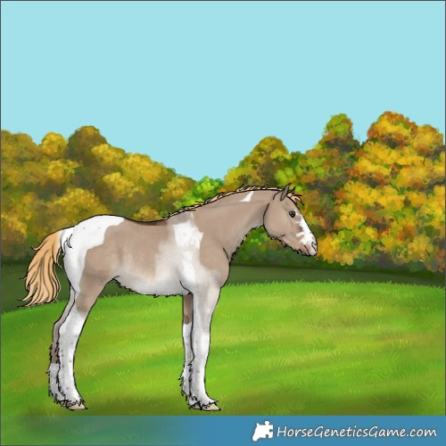 Horse Color:Liver Red Dun Tobiano Rabicano 